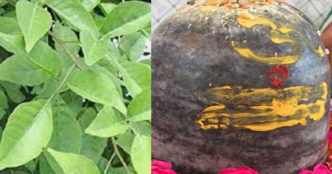 Pradosh Vrat Puja Vidhi: प्रदोष व्रत के दिन बेलपत्र के पेड़ की पूजा का विशेष महत्व, जानें सही विधि, शिवजी करेंगे हर मनोकामा पूरी!