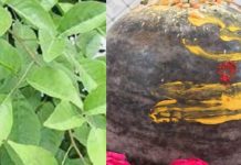 Pradosh Vrat Puja Vidhi: प्रदोष व्रत के दिन बेलपत्र के पेड़ की पूजा का विशेष महत्व, जानें सही विधि, शिवजी करेंगे हर मनोकामा पूरी!