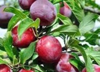 गर्मी में आता है ये हेल्थ का हीरा, सिर्फ एक महीने का मेहमान, जानें फायदे