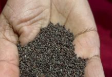 जखिया डालते ही महक उठेगा किचन, स्वाद भी सुपर, सेहत भी शानदार, जानें तरीका