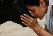 Serving black cow resolves marital and financial issues says astrologer Black Cow Remedy upay Astrology Tips | जीवन में चाहते हैं सुख, समृद्धि और धन-दौलत, तो काली गाय को खिलाएं ये चीजें