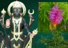 Shani Ke Upay shami tree remedies to get relief from sade sati dhaiya shani dosh : शनिवार को ये 5 राशिवाले जरूर करें शमी पेड़ के उपाय, साढ़ेसाती-ढैय्या का प्रकोप होगा कम, बढ़ेगा धन और सुख