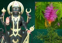 Shani Ke Upay shami tree remedies to get relief from sade sati dhaiya shani dosh : शनिवार को ये 5 राशिवाले जरूर करें शमी पेड़ के उपाय, साढ़ेसाती-ढैय्या का प्रकोप होगा कम, बढ़ेगा धन और सुख