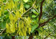 लोहे जैसे मजबूत इस सख्त लकड़ी के पत्तों में छिपा है अनमोल खजाना, पूरे शरीर की गंदगी को 7 दिनों में कर देता है साफ