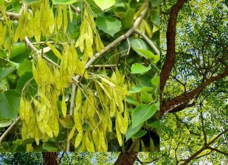 लोहे जैसे मजबूत इस सख्त लकड़ी के पत्तों में छिपा है अनमोल खजाना, पूरे शरीर की गंदगी को 7 दिनों में कर देता है साफ