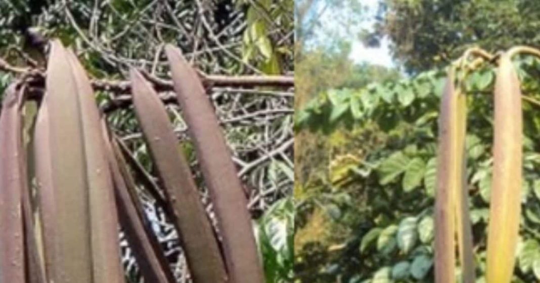 ये है बेहद पावरफुल पेड़, इसकी पत्तियां, छाल, फल औषधीय गुणों का खजाना, बवासीर, मुंह के छाले, पेट में कीड़े भी करे दूर