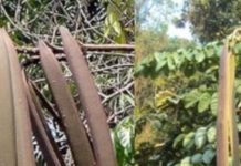 ये है बेहद पावरफुल पेड़, इसकी पत्तियां, छाल, फल औषधीय गुणों का खजाना, बवासीर, मुंह के छाले, पेट में कीड़े भी करे दूर