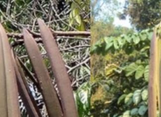 ये है बेहद पावरफुल पेड़, इसकी पत्तियां, छाल, फल औषधीय गुणों का खजाना, बवासीर, मुंह के छाले, पेट में कीड़े भी करे दूर