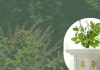 Tulsi Plant Niyam: इन 2 घरों में बिलकुल न लगाएं तुलसी का पौधा, वरना नाराज हो जाएंगी मां लक्ष्मी, झेलना पड़ सकता है नुकसान