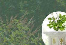 Tulsi Plant Niyam: इन 2 घरों में बिलकुल न लगाएं तुलसी का पौधा, वरना नाराज हो जाएंगी मां लक्ष्मी, झेलना पड़ सकता है नुकसान