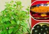 Tulsi Plant Puja Vidhi: तुलसी के पास रख दें ये चमत्कारी चीज, चमक जाएगी किस्मत