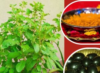 Tulsi Plant Puja Vidhi: तुलसी के पास रख दें ये चमत्कारी चीज, चमक जाएगी किस्मत