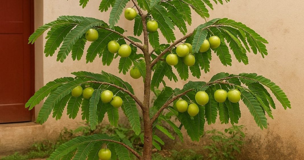 Vastu Tips: घर में लगाएं ये पौधे खत्म हो जाएगा वास्तु दोष, जीवन में बनी रहेगी सुख-शांति!