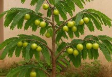 Vastu Tips: घर में लगाएं ये पौधे खत्म हो जाएगा वास्तु दोष, जीवन में बनी रहेगी सुख-शांति!