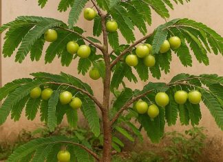 Vastu Tips: घर में लगाएं ये पौधे खत्म हो जाएगा वास्तु दोष, जीवन में बनी रहेगी सुख-शांति!