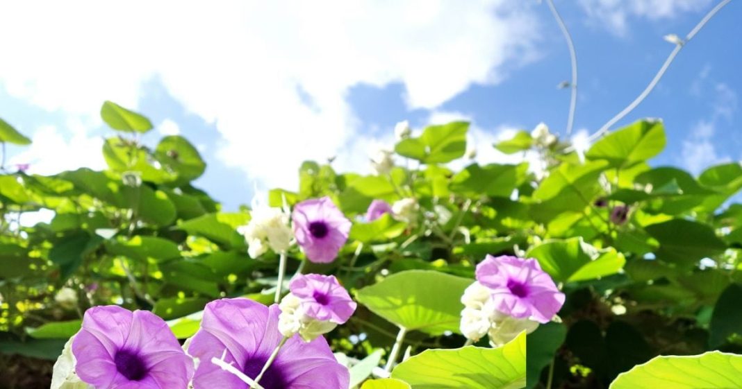 पुरुषों के लिए शुद्ध टॉनिक है यह जड़ी-बूटी, इसकी पत्तियों में नसों को खोलने की ताकत, अनमोल है फायदें