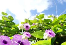 पुरुषों के लिए शुद्ध टॉनिक है यह जड़ी-बूटी, इसकी पत्तियों में नसों को खोलने की ताकत, अनमोल है फायदें