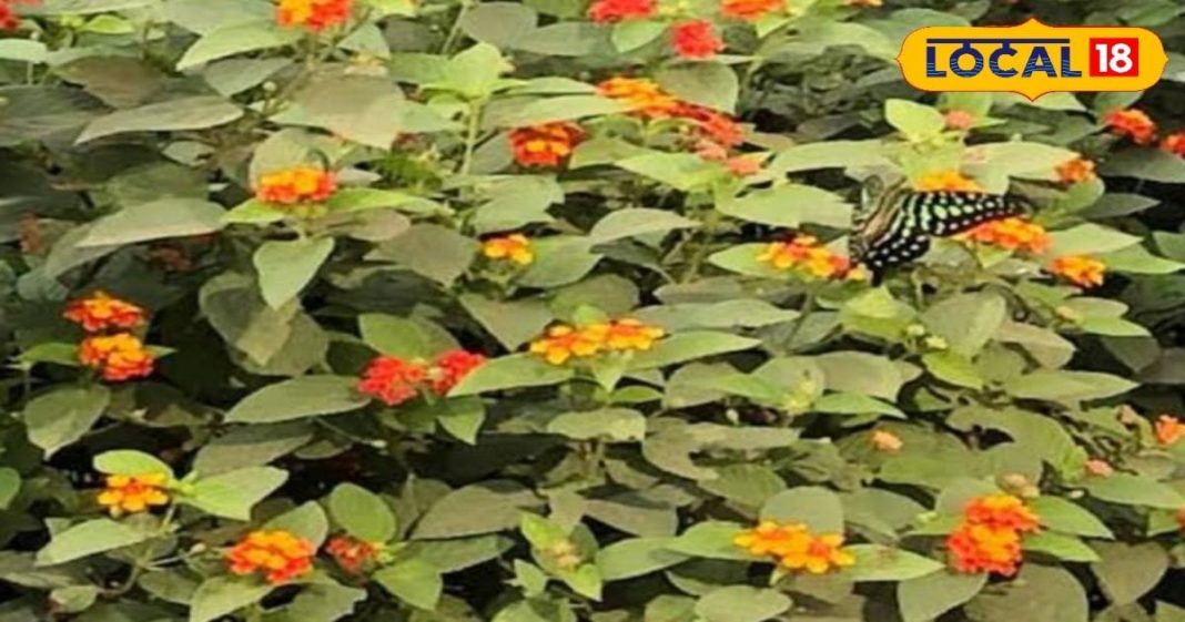 सेहत के लिए वरदान है ये पौधा… फल, पत्ते और छाल सब उपयोगी, बवासीर में भी फायदेमंद