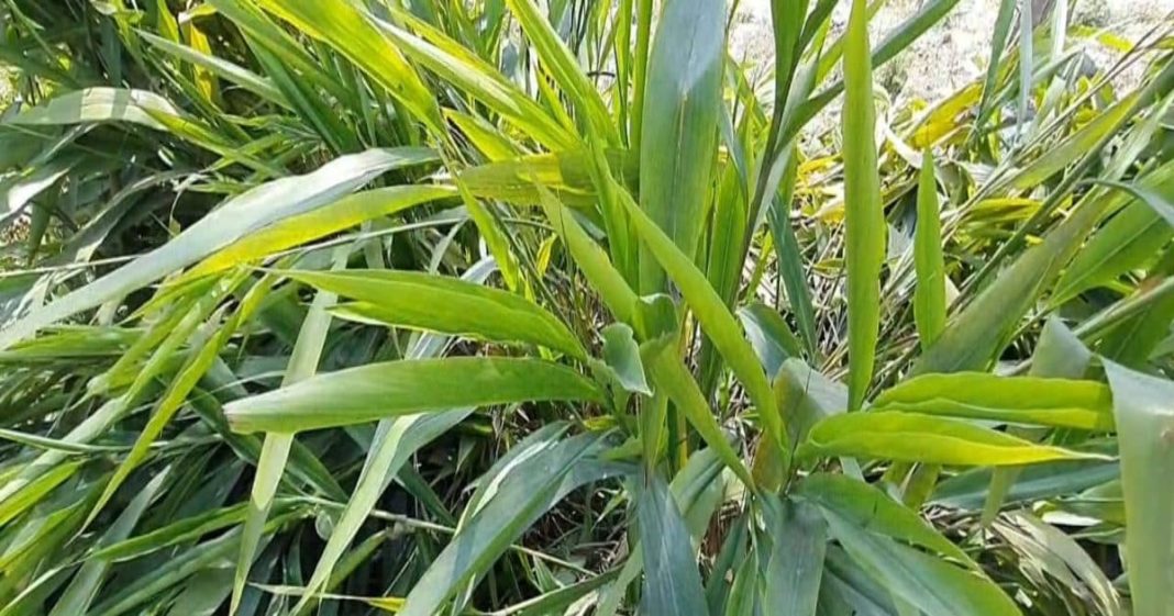 पूरे रामपुर में सिर्फ एक जगह मिलता है ये पेड़, फायदे जानकर रह जाएंगे हैरान