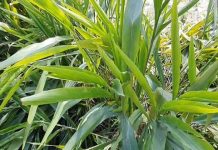 पूरे रामपुर में सिर्फ एक जगह मिलता है ये पेड़, फायदे जानकर रह जाएंगे हैरान