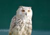 कई बड़े संकेत देता है रात में सफेद उल्लू का दिखना! एक्सपर्ट से जानें कब दिखाई देना माना जाता है शुभ और कब होता है अशुभ?