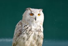कई बड़े संकेत देता है रात में सफेद उल्लू का दिखना! एक्सपर्ट से जानें कब दिखाई देना माना जाता है शुभ और कब होता है अशुभ?