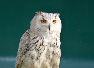 कई बड़े संकेत देता है रात में सफेद उल्लू का दिखना! एक्सपर्ट से जानें कब दिखाई देना माना जाता है शुभ और कब होता है अशुभ?