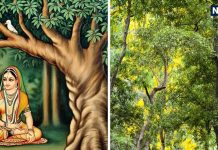 माता सीता के शोक को हरने वाला अशोक वृक्ष बेहद खास, पौराणिक महत्व के साथ-साथ महिलाओं की कई समस्याओं का समाधान