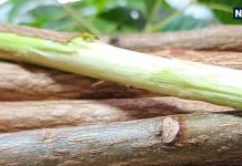 जानकर चौंक जाएंगे आप! ब्रश से ज्यादा क्यों बेहतर है नीम समेत इन वृक्षों के दातुन, जानें किस महीने में करें कौन सा दातुन