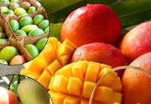 आम का आ गया मौसम! जानें बाजार में कब आएगा आपका पसंदीदा दशहरी, लंगड़ा, चौसा! आखिर किन राज्यों से है इनका रिश्ता