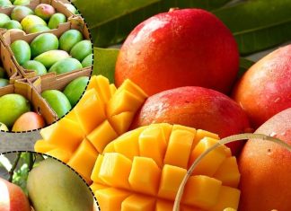 आम का आ गया मौसम! जानें बाजार में कब आएगा आपका पसंदीदा दशहरी, लंगड़ा, चौसा! आखिर किन राज्यों से है इनका रिश्ता