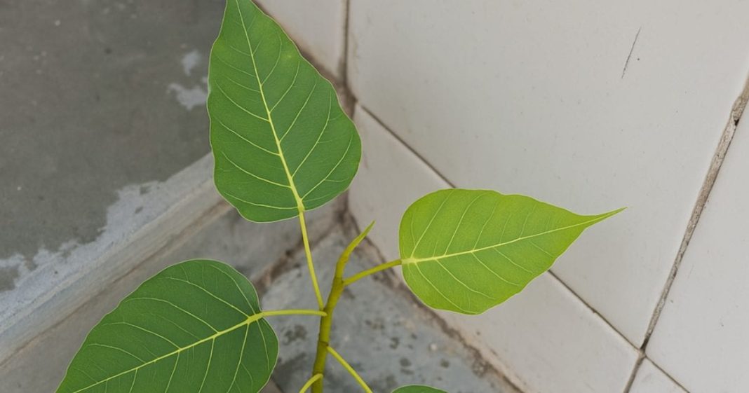 घर में उग गया है पीपल का पेड़? तो इस बात का हो सकता है संकेत! फौरन ऐसे हटाएं तो नहीं लगेगा वास्तु दोष