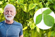 शुगर से लेकर पाचन तक में फायदेमंद है भगवान शिव का यह पसंदीदा पौधा, शरीर को देता है संजीवनी शक्ति, यहां जानें फायदे