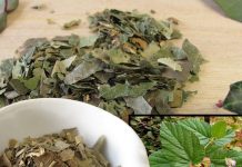 1, 2 या 3 नहीं… सैकड़ों बीमारियों की औषधि है ये जड़ी-बूटी! चेहरे की खूबसूरती बढ़ाने में रामबाण, जानें 5 फायदे