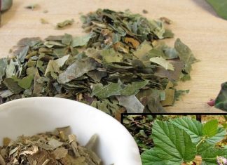 1, 2 या 3 नहीं… सैकड़ों बीमारियों की औषधि है ये जड़ी-बूटी! चेहरे की खूबसूरती बढ़ाने में रामबाण, जानें 5 फायदे