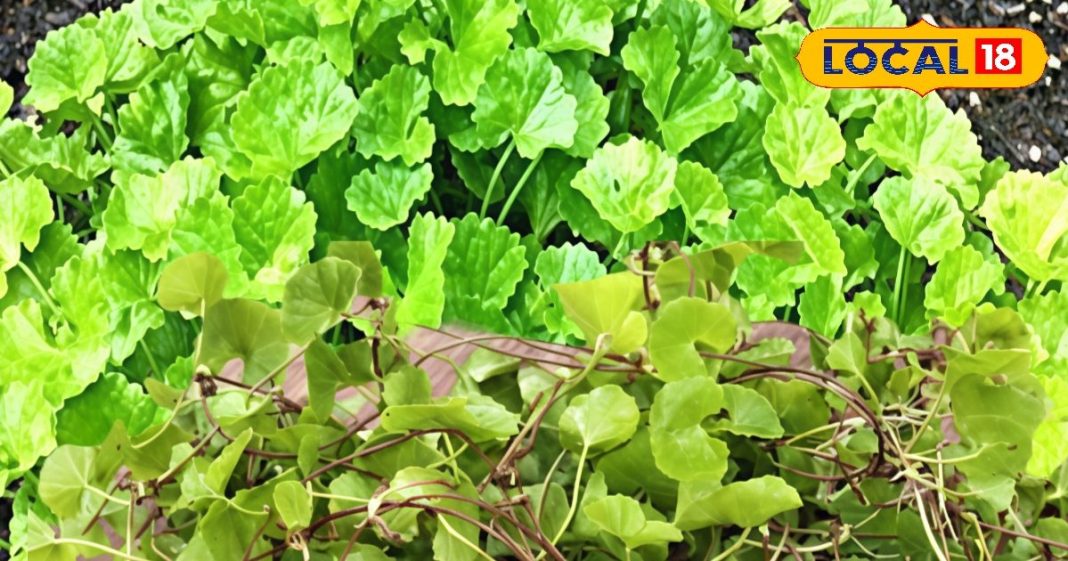 संजीवनी से कम नहीं यह पौधा… याददाश्त करे तेज, त्वचा और बालों के लिए भी लाभकारी