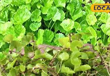 संजीवनी से कम नहीं यह पौधा… याददाश्त करे तेज, त्वचा और बालों के लिए भी लाभकारी