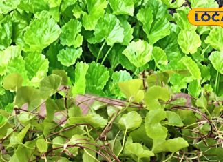 संजीवनी से कम नहीं यह पौधा… याददाश्त करे तेज, त्वचा और बालों के लिए भी लाभकारी