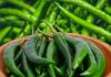 Health Benefits of Green Chili Hari Mirch Khane Ke Fayde : सेहत के लिए बेहद कमाल है हरी मिर्च, फायदे कर देंगे हैरान