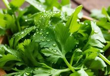 धनिया के स्वास्थ्य लाभ: पाचन, ब्लड शुगर और कोलेस्ट्रॉल नियंत्रण.