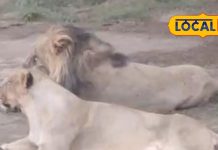 गुजरात में जंगल का नया रोमांच! गिर के अलावा इस सफारी पार्क में शेरों के परिवार को देखने उमड़ रही भीड़