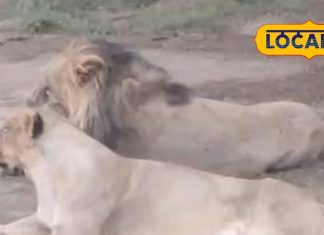 गुजरात में जंगल का नया रोमांच! गिर के अलावा इस सफारी पार्क में शेरों के परिवार को देखने उमड़ रही भीड़