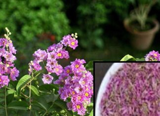 बेहद चमत्कारी हैं इस पौधे के रंग-बिरंगे फूल, सेहत के लिए अमृत समान! बालों और स्किन पर लाता है गजब की चमक