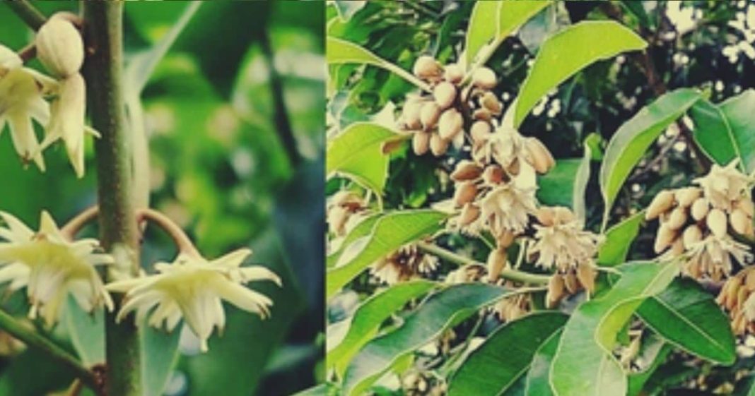 सर्वगुण संपन्न है ये औषधि, दांत दर्द, मुंह की बदबू, पेट की बीमारी का दुश्मन, वजाइनल डिस्चार्ज भी रोके