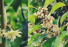 सर्वगुण संपन्न है ये औषधि, दांत दर्द, मुंह की बदबू, पेट की बीमारी का दुश्मन, वजाइनल डिस्चार्ज भी रोके