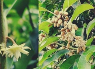 सर्वगुण संपन्न है ये औषधि, दांत दर्द, मुंह की बदबू, पेट की बीमारी का दुश्मन, वजाइनल डिस्चार्ज भी रोके