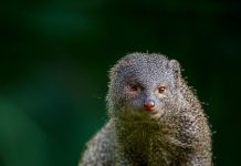 बिल्ली ही नहीं इस जीव के भी रास्ता काटने से मिलते हैं शुभ अशुभ संकेत! किस तरफ जा रहा ये भी है खास, जानें क्या कहती है एस्ट्रोलॉजी