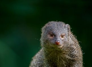 बिल्ली ही नहीं इस जीव के भी रास्ता काटने से मिलते हैं शुभ अशुभ संकेत! किस तरफ जा रहा ये भी है खास, जानें क्या कहती है एस्ट्रोलॉजी