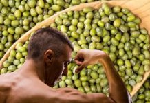 प्रोटीन की फैक्ट्री है यह हरी चीज ! रोज एक कटोरी करें सेवन, फौलाद सा मजबूत बनेगा शरीर, आएगी अटूट ताकत