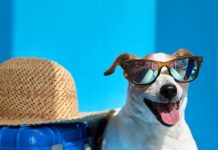 पेट्स के साथ यात्रा के टिप्स: हेल्थ चेकअप, रजिस्ट्रेशन और यात्रा नियम.